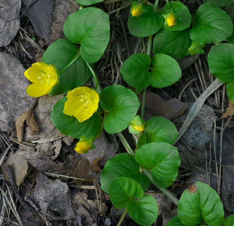 Изображение особи Lysimachia nummularia.