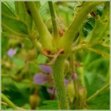 Geranium pratense. Часть стебля. Чувашия, окрестности г. Шумерля, Мордовская поляна. 29 июня 2009 г.