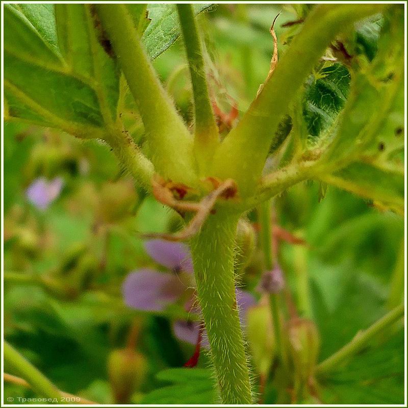 Изображение особи Geranium pratense.