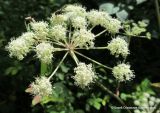 Angelica sylvestris