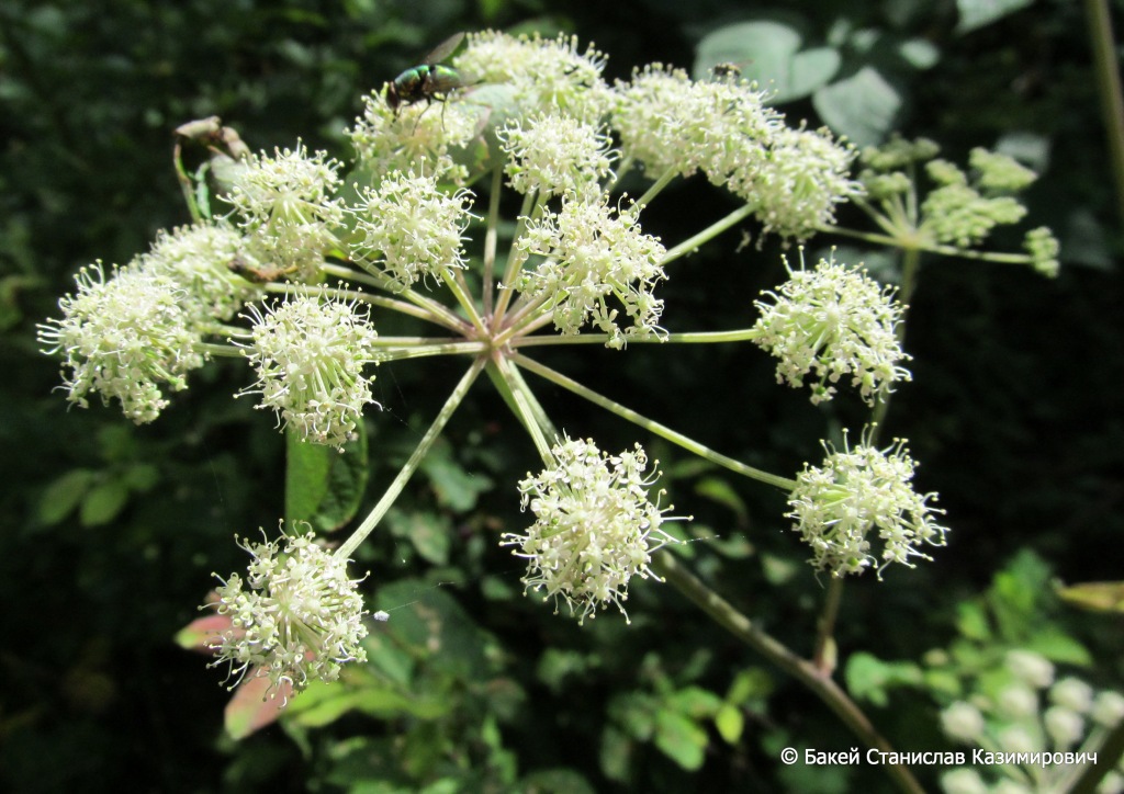 Изображение особи Angelica sylvestris.