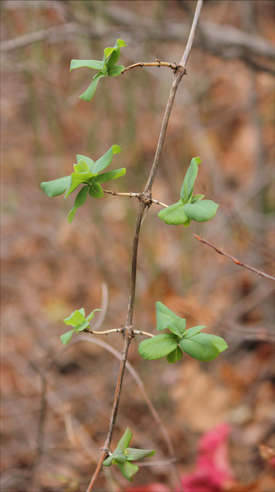 Изображение особи Lonicera etrusca.