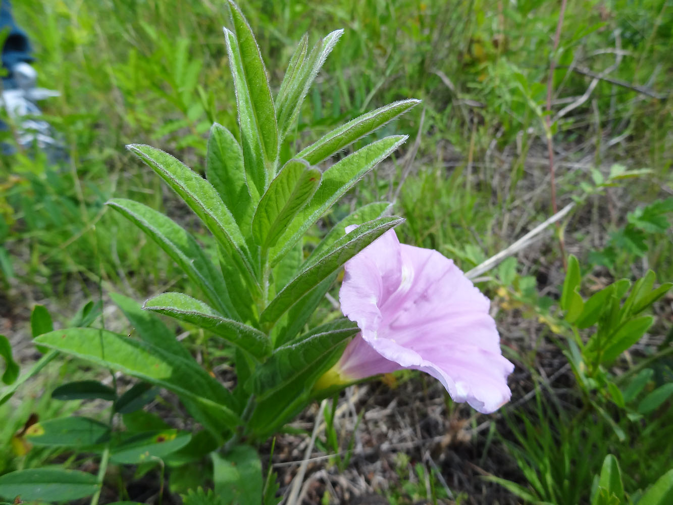 Image of Calystegia dahurica specimen.