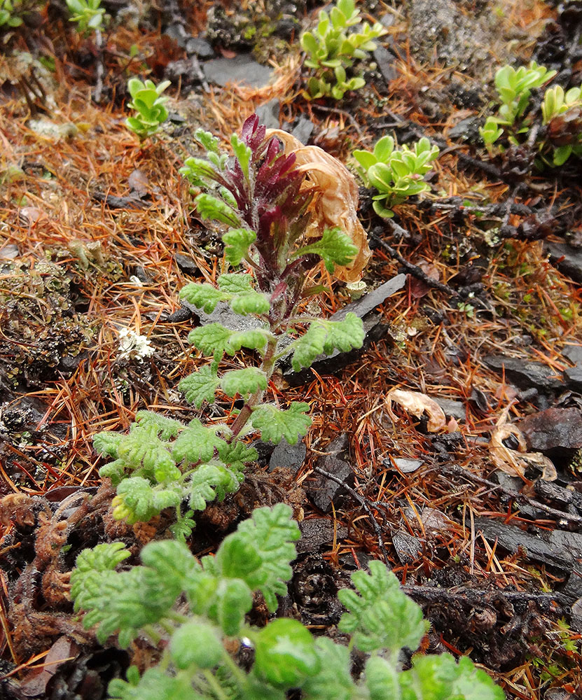 Изображение особи Dracocephalum palmatum.