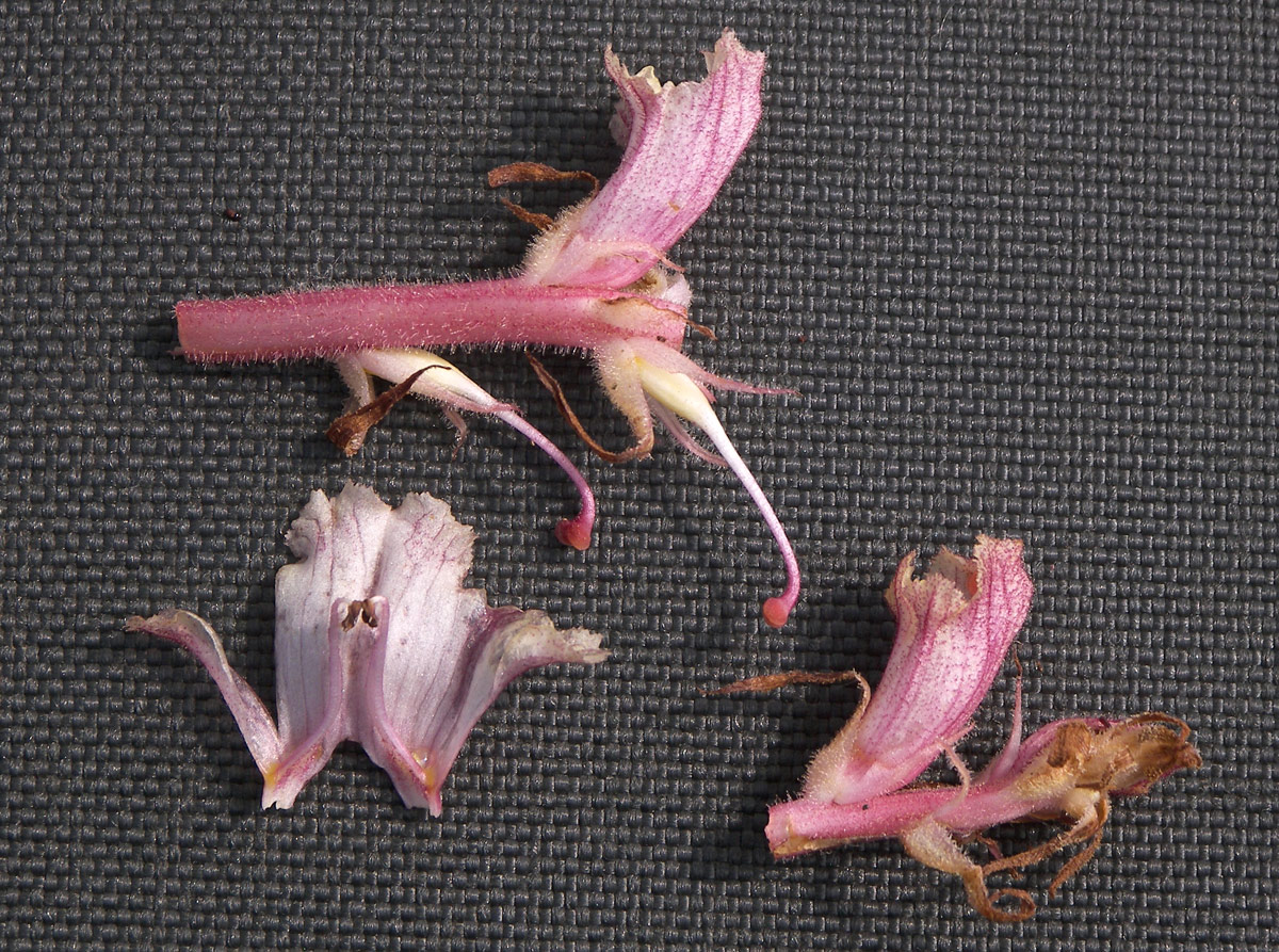 Image of Orobanche alba specimen.
