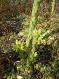 Jovibarba globifera