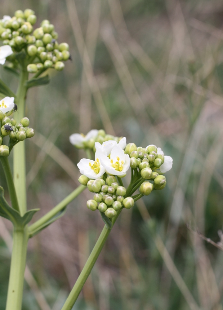 Изображение особи Crambe steveniana.