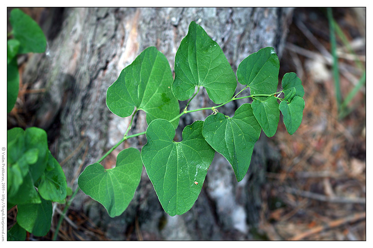 Изображение особи Aristolochia clematitis.