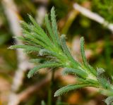 Salsola vermiculata. Молодой побег. Израиль, Самарийская пустыня, перекрёсток Шомрони Гатов, окр. поселения Алон, рудеральное местообитание. 30.01.2014.