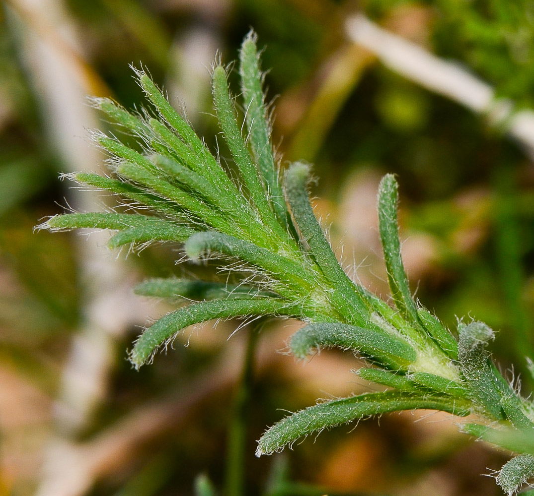 Изображение особи Salsola vermiculata.