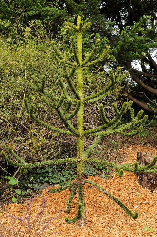 Изображение особи Araucaria araucana.