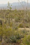 Agave murpheyi