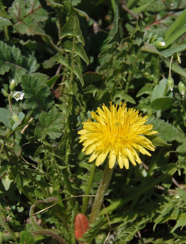 Изображение особи род Taraxacum.