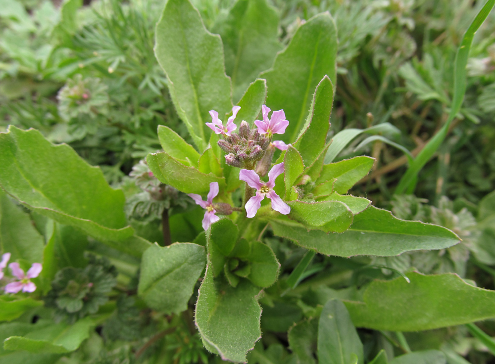 Изображение особи Chorispora tenella.