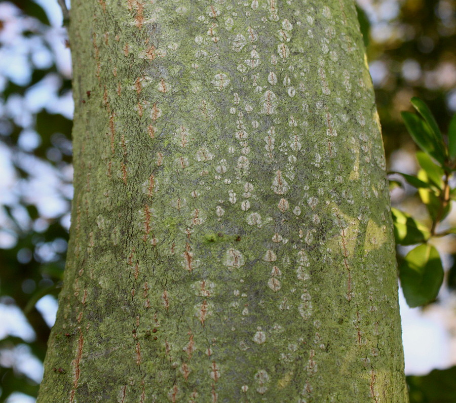 Изображение особи Quercus phillyreoides.