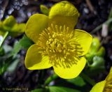 Caltha palustris. Цветок. Украина, Киев, заказник \"Лесники\", болотистая часть. 6 апреля 2014 г.