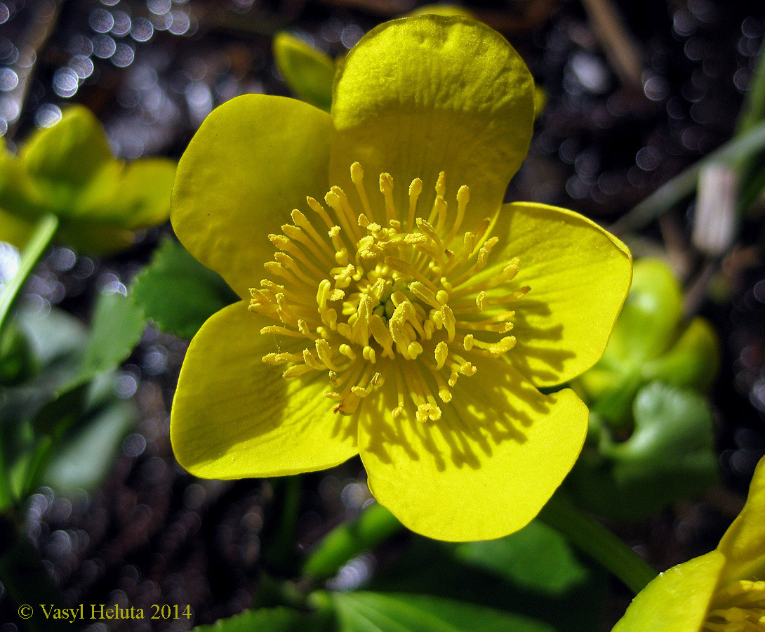 Изображение особи Caltha palustris.