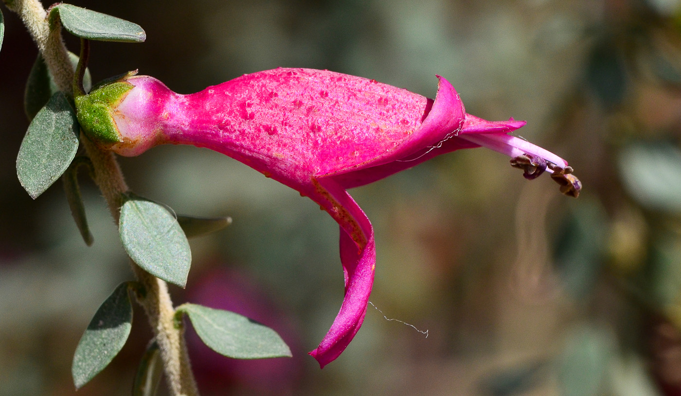 Изображение особи Eremophila laanii.