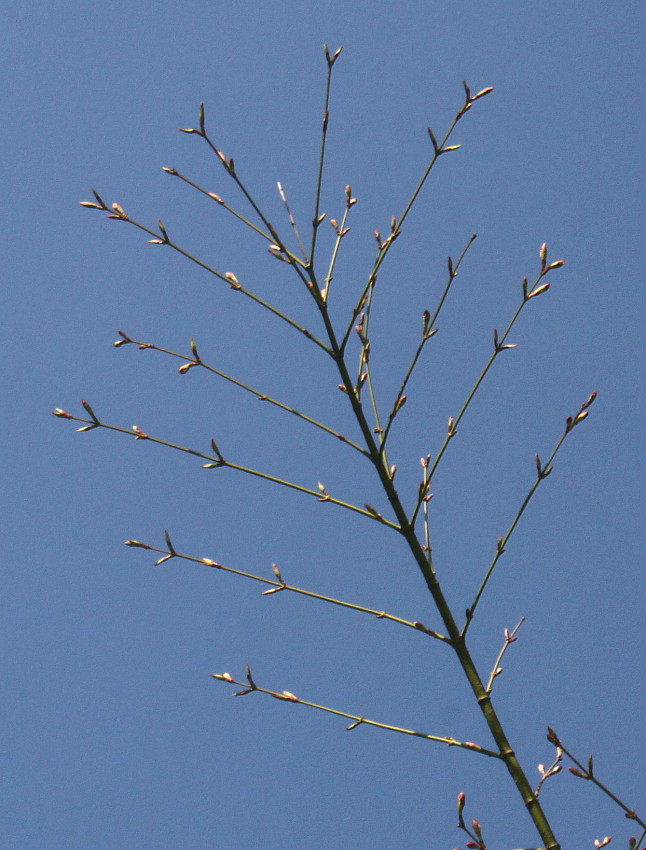 Image of Acer palmatum specimen.