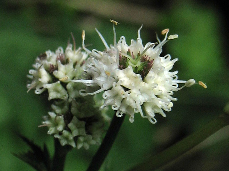 Image of Sanicula europaea specimen.