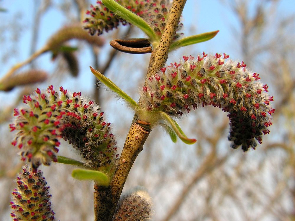 Изображение особи Salix miyabeana.