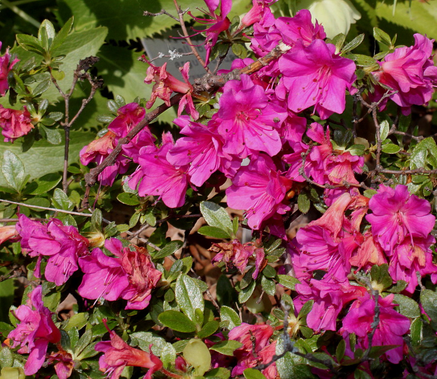 Image of Rhododendron obtusum specimen.