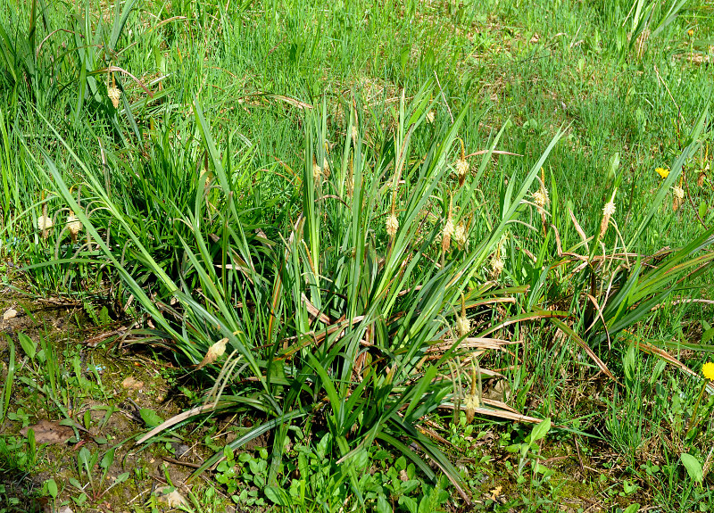 Image of Carex pendula specimen.