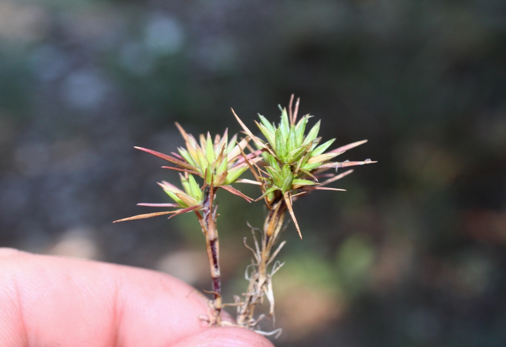 Image of Minuartia wiesneri specimen.