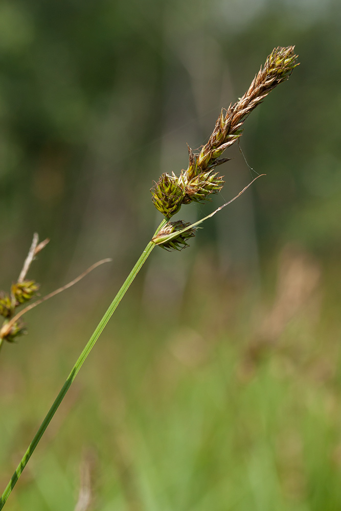 Изображение особи Carex disticha.