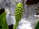 Lysichiton camtschatcensis