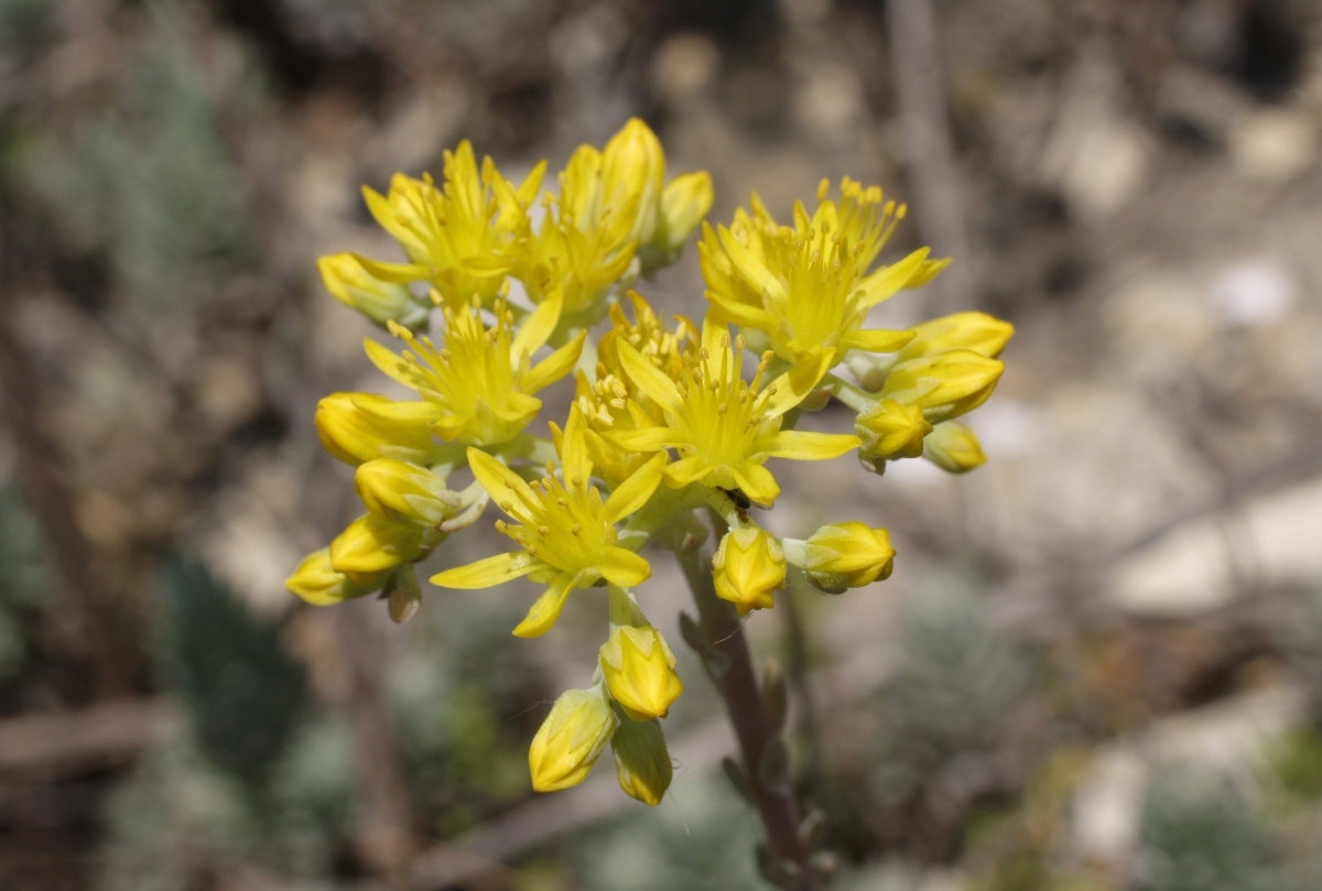 Image of Sedum reflexum specimen.