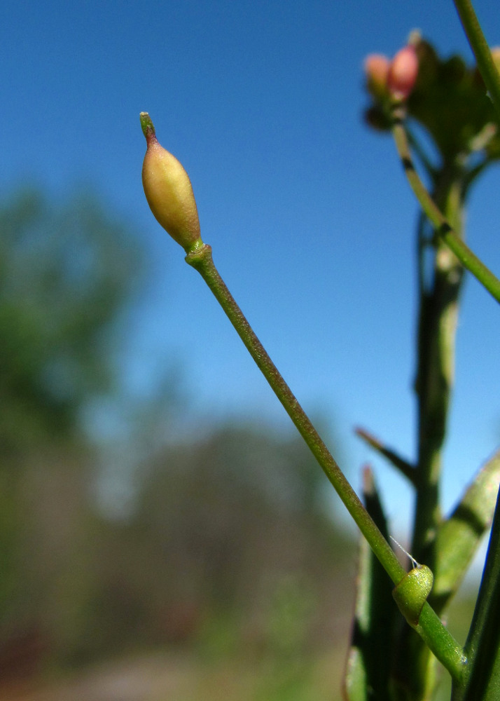 Image of Camelina microcarpa specimen.