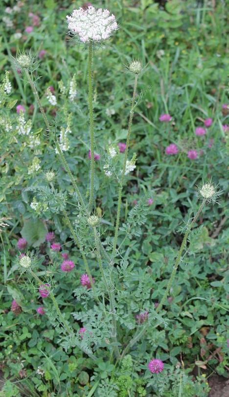 Image of Daucus carota specimen.