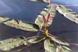 Persicaria amphibia