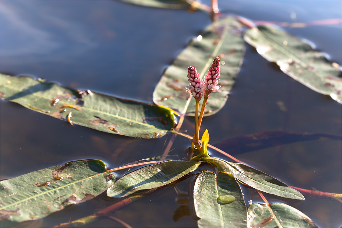 Image of Persicaria amphibia specimen.