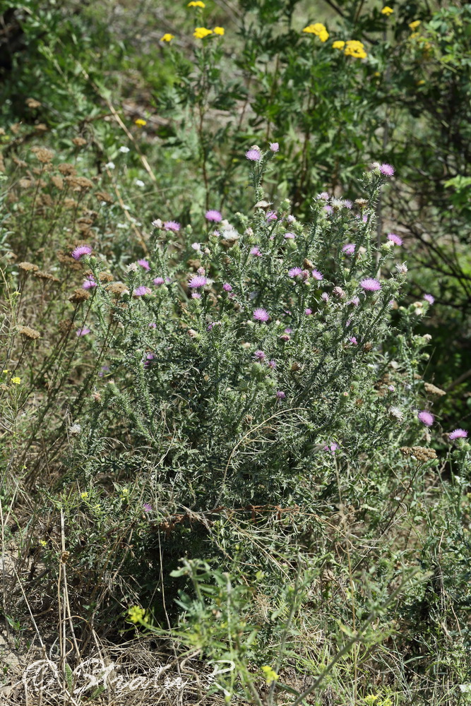 Изображение особи Carduus acanthoides.