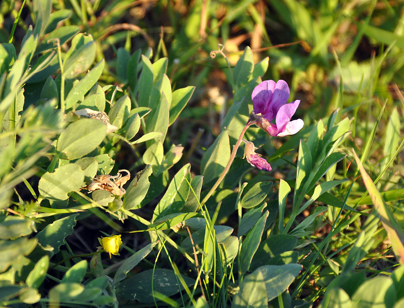 Image of Lathyrus japonicus ssp. pubescens specimen.