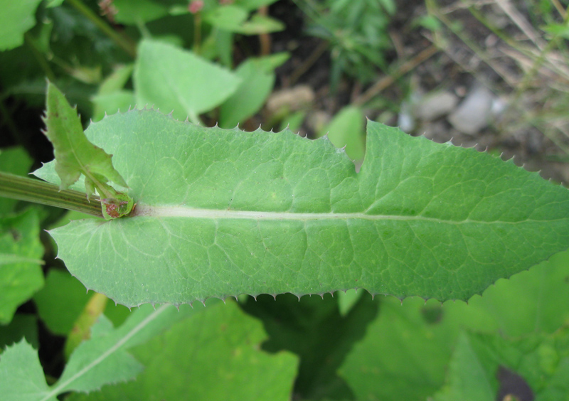 Изображение особи Sonchus oleraceus.