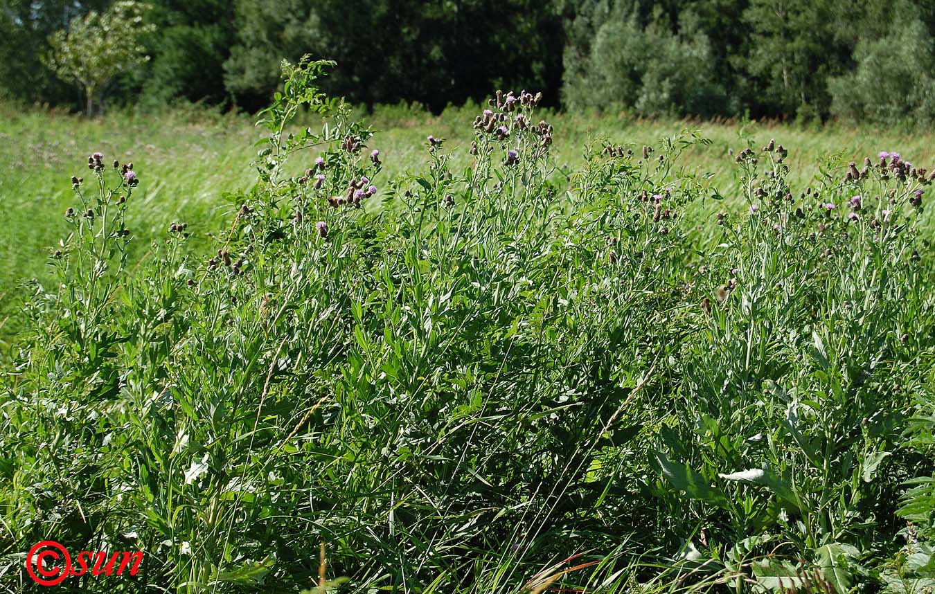 Изображение особи Cirsium incanum.