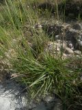 Festuca arundinacea