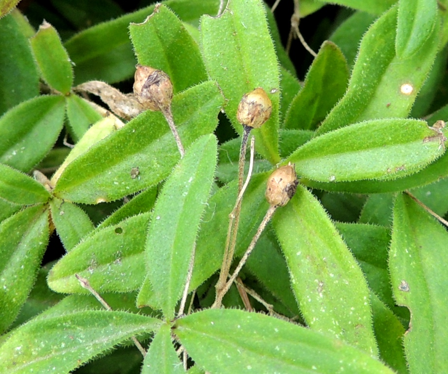 Изображение особи Moehringia lateriflora.