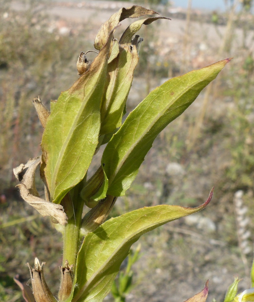 Image of Oenothera biennis specimen.