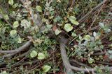 genus Salix. Основания стволов многоствольного растения. Германия, г. Дюссельдорф, Ботанический сад университета. 05.09.2014.
