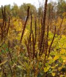 Veronicastrum sibiricum. Верхушки плодоносящих растений. Амурская область, в 38 км севернее Благовещенска, понижение между холмами. 22.09.2014.