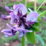 Vicia sepium