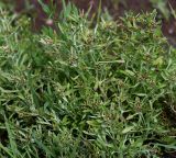 Gnaphalium uliginosum. Цветущие растения. Московская обл., Раменский р-н, окр. ж.-д. платформы Хрипань, просека под ЛЭП. 13.06.2014.