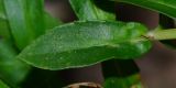 Angelonia angustifolia