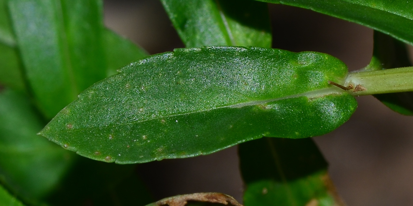 Image of Angelonia angustifolia specimen.