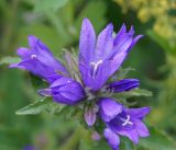 Campanula glomerata