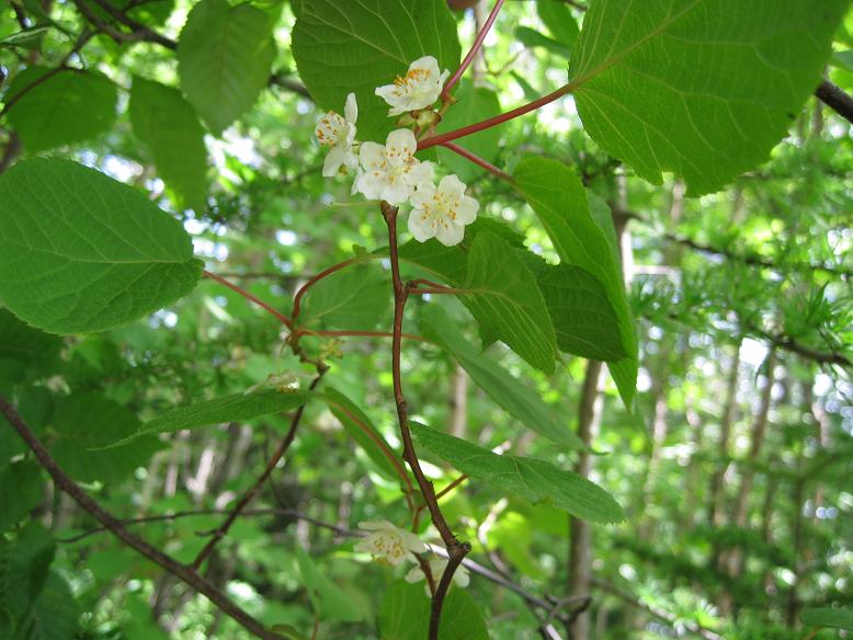 Изображение особи Actinidia kolomikta.